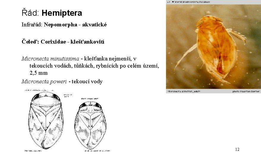 Řád: Hemiptera Infrařád: Nepomorpha - akvatické Čeleď: Corixidae - klešťankovití Micronecta minutissima - klešťanka