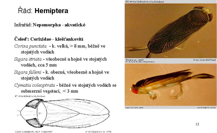 Řád: Hemiptera Infrařád: Nepomorpha - akvatické Čeleď: Corixidae - klešťankovití Corixa punctata - k.