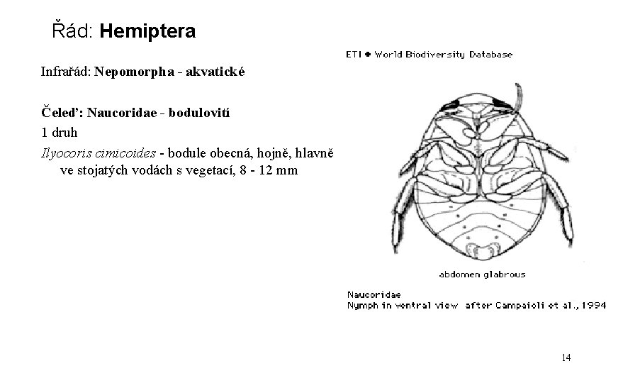 Řád: Hemiptera Infrařád: Nepomorpha - akvatické Čeleď: Naucoridae - bodulovití 1 druh Ilyocoris cimicoides