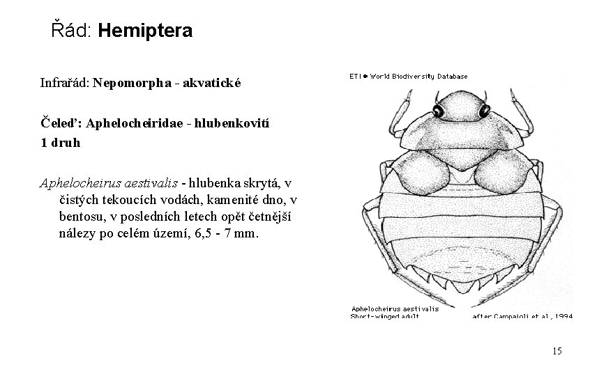 Řád: Hemiptera Infrařád: Nepomorpha - akvatické Čeleď: Aphelocheiridae - hlubenkovití 1 druh Aphelocheirus aestivalis