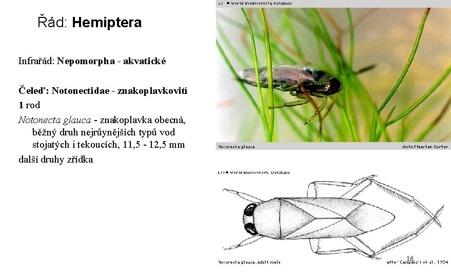 Řád: Hemiptera Infrařád: Nepomorpha - akvatické Čeleď: Notonectidae - znakoplavkovití 1 rod Notonecta glauca