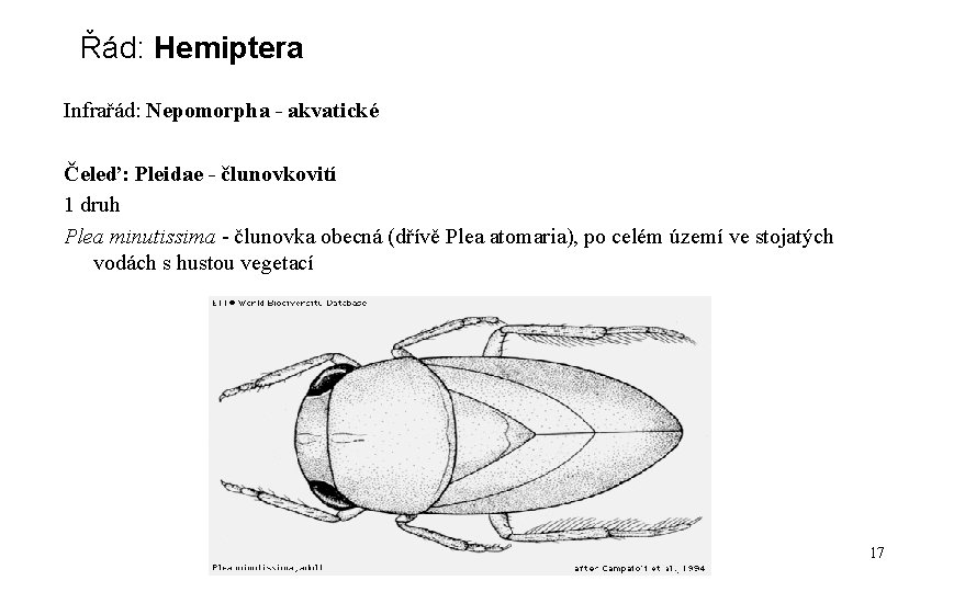 Řád: Hemiptera Infrařád: Nepomorpha - akvatické Čeleď: Pleidae - člunovkovití 1 druh Plea minutissima