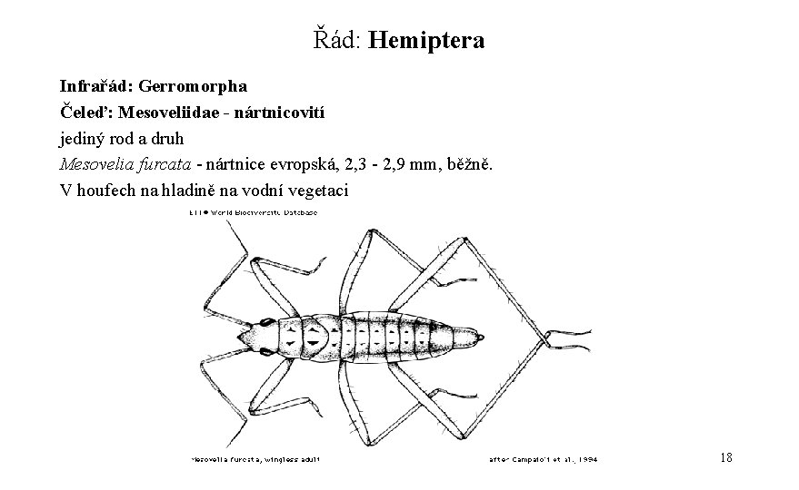 Řád: Hemiptera Infrařád: Gerromorpha Čeleď: Mesoveliidae - nártnicovití jediný rod a druh Mesovelia furcata