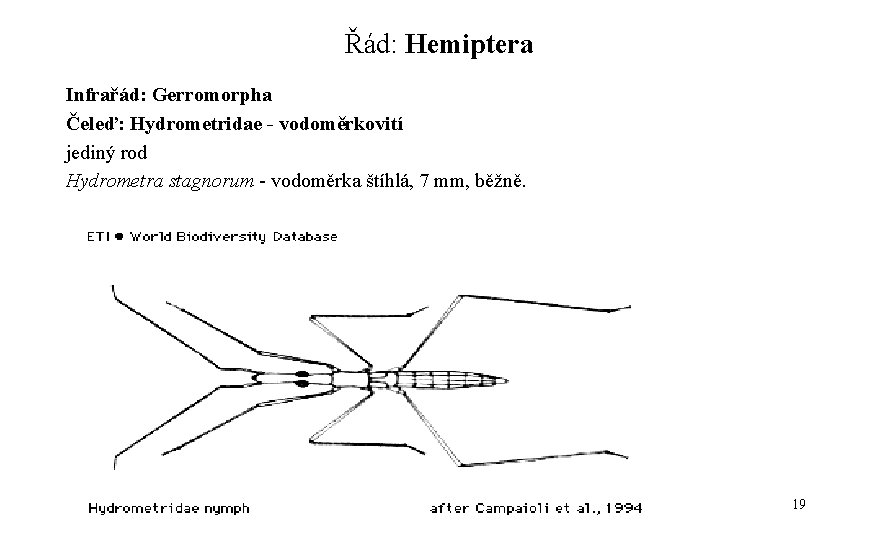 Řád: Hemiptera Infrařád: Gerromorpha Čeleď: Hydrometridae - vodoměrkovití jediný rod Hydrometra stagnorum - vodoměrka