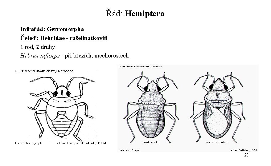 Řád: Hemiptera Infrařád: Gerromorpha Čeleď: Hebridae - rašelinatkovití 1 rod, 2 druhy Hebrus ruficeps