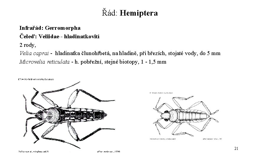 Řád: Hemiptera Infrařád: Gerromorpha Čeleď: Veliidae - hladinatkovití 2 rody, Velia caprai - hladinatka