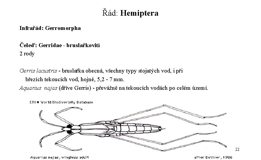 Řád: Hemiptera Infrařád: Gerromorpha Čeleď: Gerridae - bruslařkovití 2 rody Gerris lacustris - bruslařka