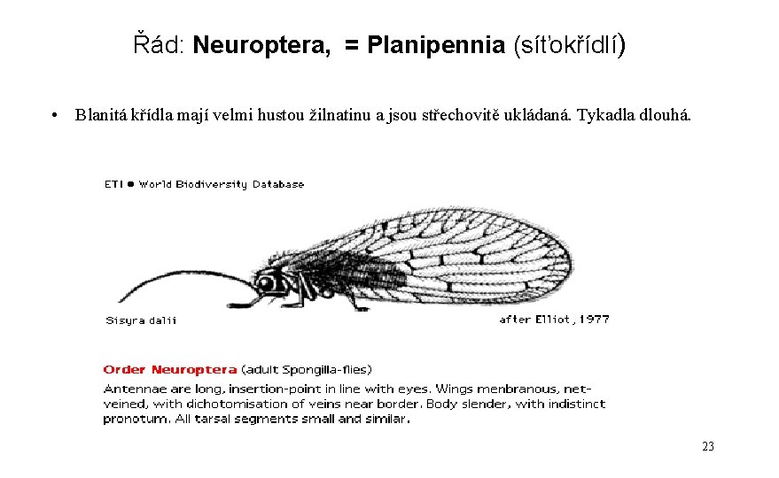 Řád: Neuroptera, = Planipennia (síťokřídlí) • Blanitá křídla mají velmi hustou žilnatinu a jsou