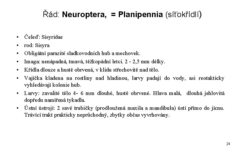 Řád: Neuroptera, = Planipennia (síťokřídlí) • • • Čeleď: Sisyridae rod: Sisyra Obligátní parazité