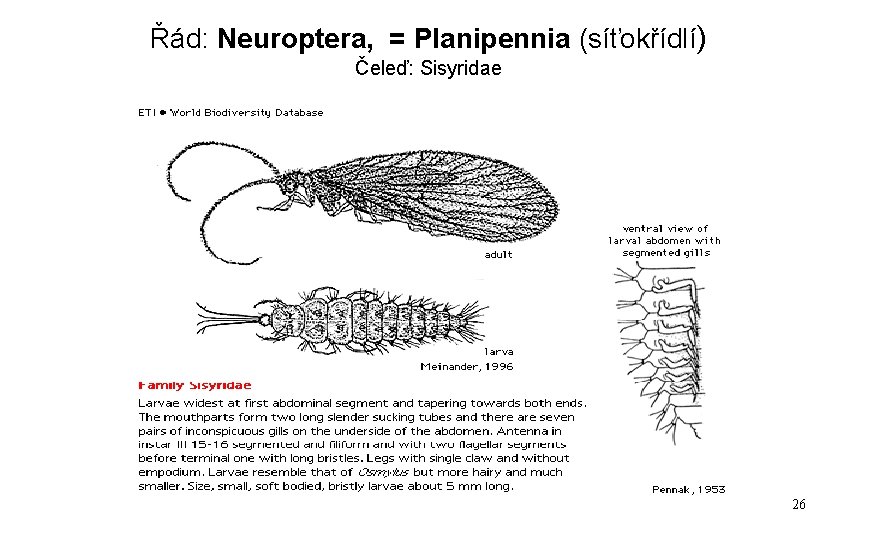 Řád: Neuroptera, = Planipennia (síťokřídlí) Čeleď: Sisyridae 26 