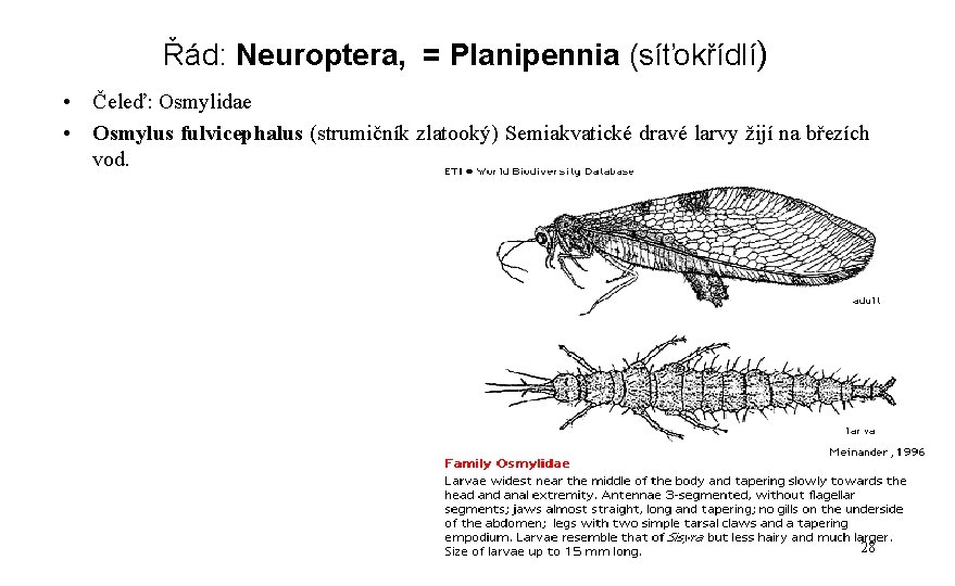 Řád: Neuroptera, = Planipennia (síťokřídlí) • Čeleď: Osmylidae • Osmylus fulvicephalus (strumičník zlatooký) Semiakvatické