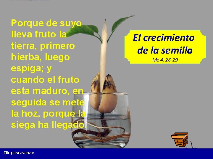Porque de suyo lleva fruto la tierra, primero hierba, luego espiga; y cuando el Porque de suyo lleva fruto la tierra, primero hierba, luego espiga; y cuando el