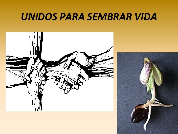 UNIDOS PARA SEMBRAR VIDA UNIDOS PARA SEMBRAR VIDA
