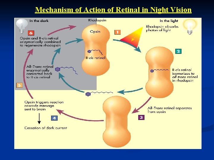 Mechanism of Action of Retinal in Night Vision 