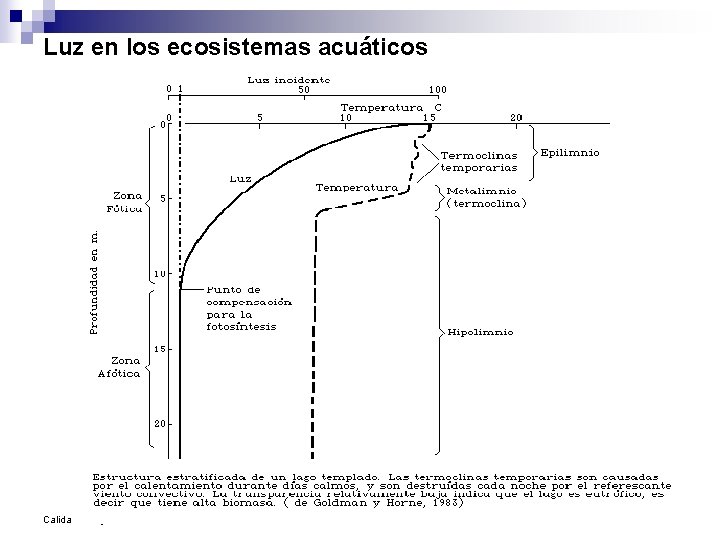 Luz en los ecosistemas acuáticos Calidad de agua José V. Chang Gómez, Ing. M.