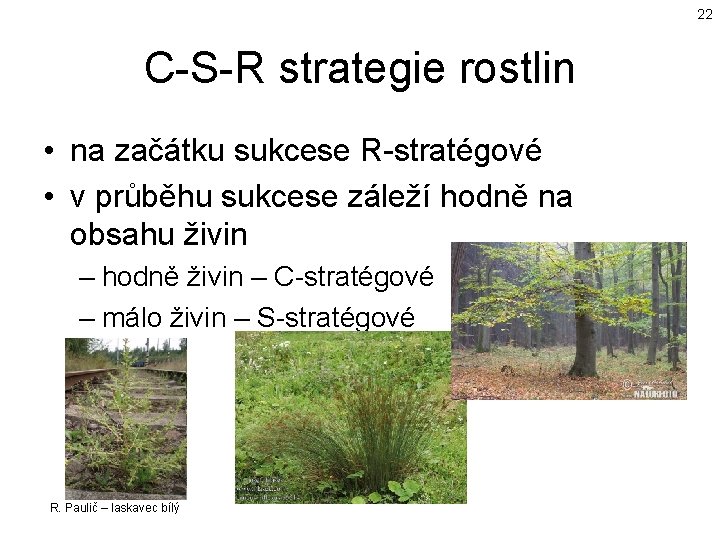 22 C-S-R strategie rostlin • na začátku sukcese R-stratégové • v průběhu sukcese záleží