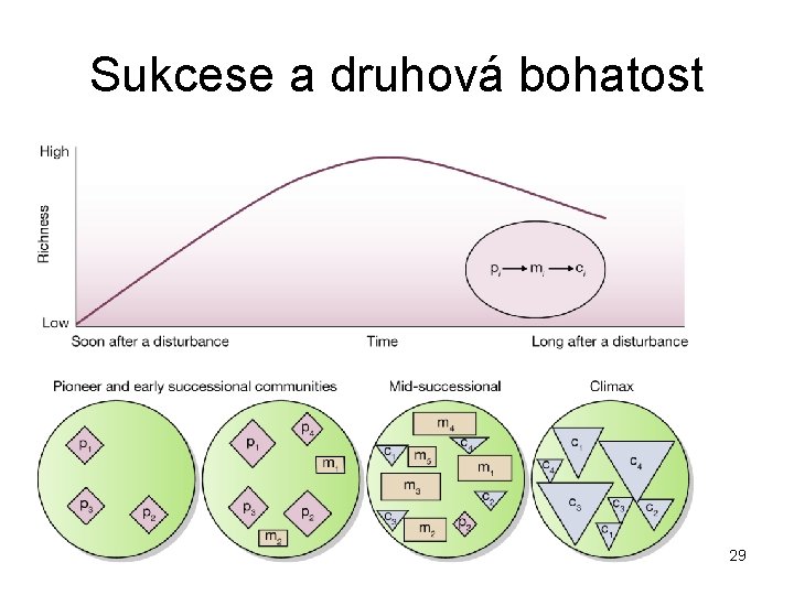 Sukcese a druhová bohatost 29 