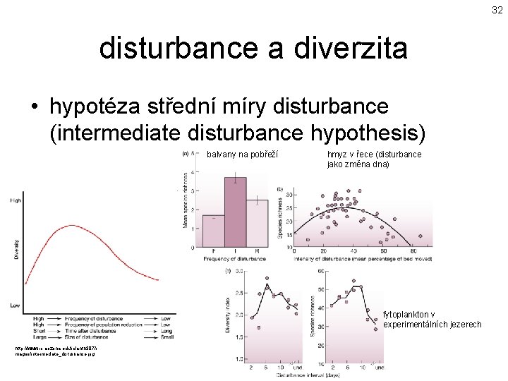 32 disturbance a diverzita • hypotéza střední míry disturbance (intermediate disturbance hypothesis) balvany na