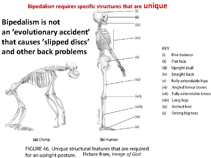 Bipedalism requires specific structures that are unique Bipedalism is not an ‘evolutionary accident’ that