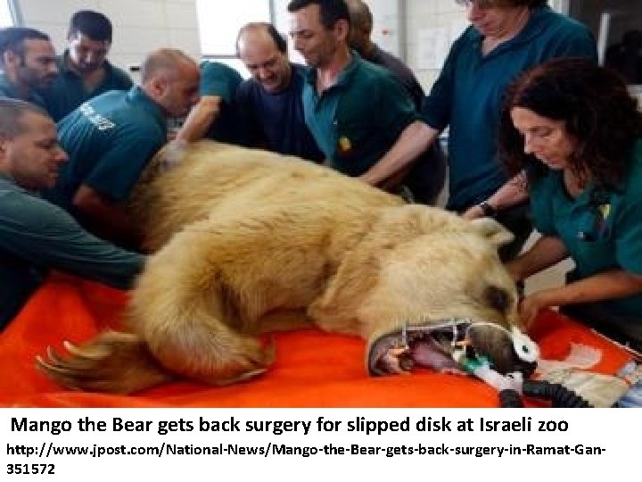 Mango the Bear gets back surgery for slipped disk at Israeli zoo http: