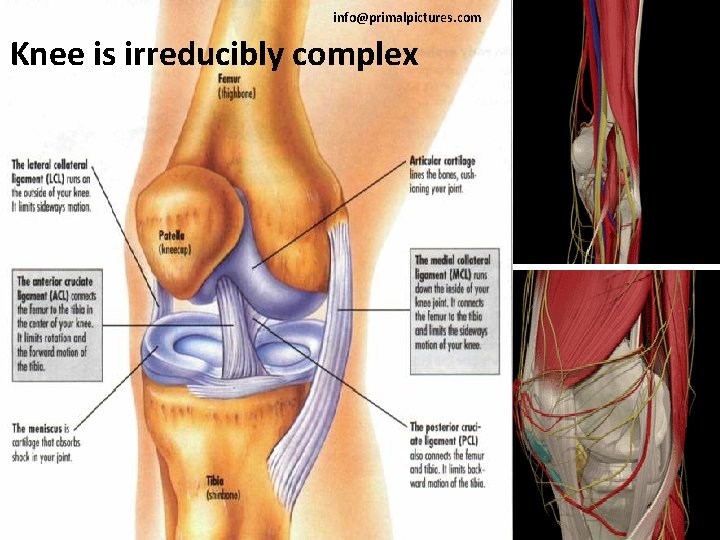info@primalpictures. com Knee is irreducibly complex 