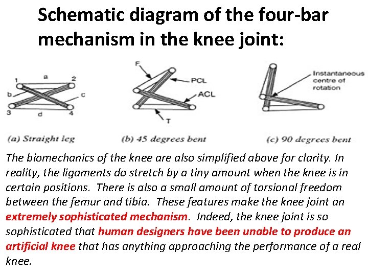 Schematic diagram of the four-bar mechanism in the knee joint: The biomechanics of the