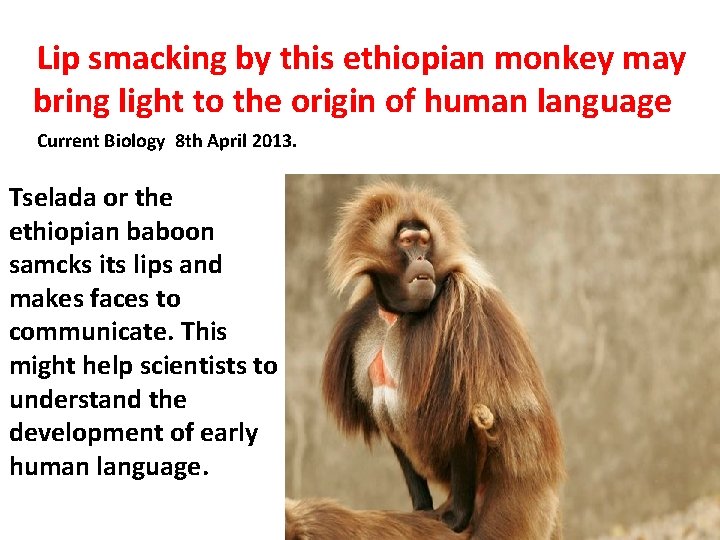 Lip smacking by this ethiopian monkey may bring light to the origin of human