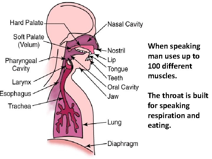 When speaking man uses up to 100 different muscles. The throat is built for
