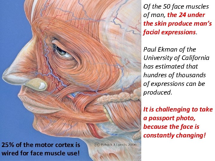 Of the 50 face muscles of man, the 24 under the skin produce man’s