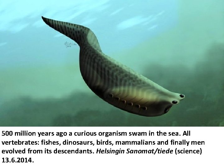 500 million years ago a curious organism swam in the sea. All vertebrates: fishes,