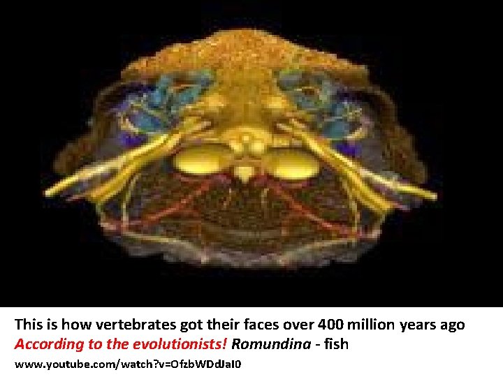 This is how vertebrates got their faces over 400 million years ago According to