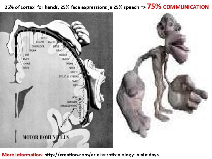 25% of cortex for hands, 25% face expressions ja 25% speech => 75% COMMUNICATION