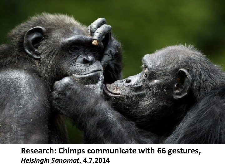 Research: Chimps communicate with 66 gestures, Helsingin Sanomat, 4. 7. 2014 