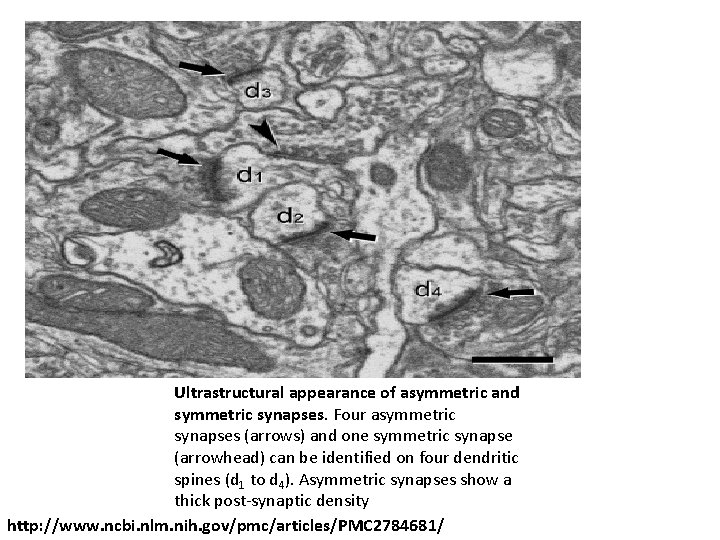Ultrastructural appearance of asymmetric and symmetric synapses. Four asymmetric synapses (arrows) and one symmetric