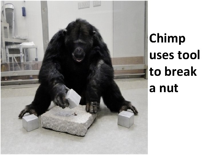 Chimp uses tool to break a nut 