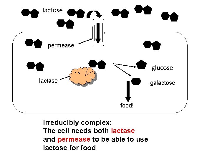 lactose permease glucose • O lactase galactose food! Irreducibly complex: The cell needs both