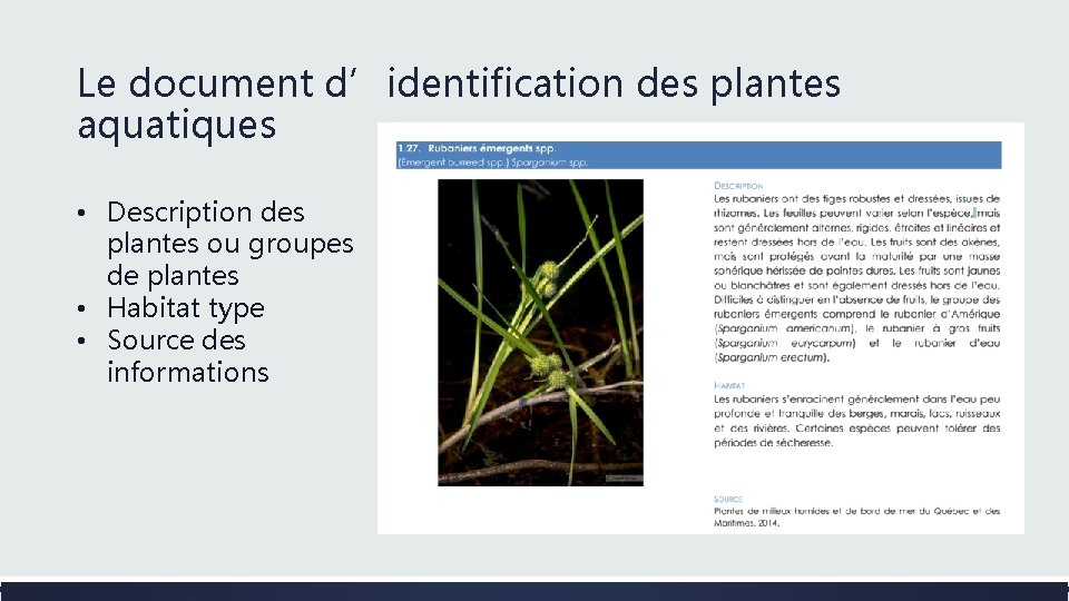 Le document d’identification des plantes aquatiques • Description des plantes ou groupes de plantes