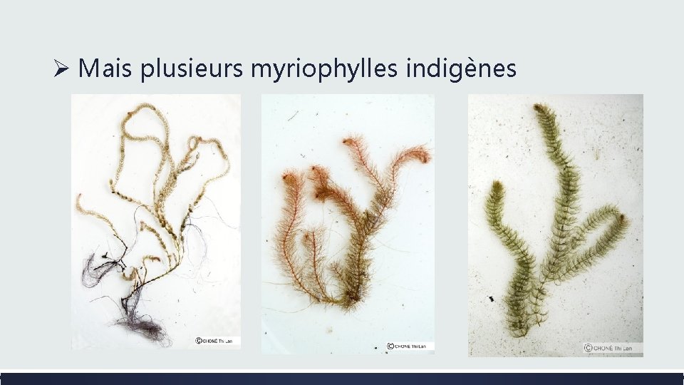 Ø Mais plusieurs myriophylles indigènes 