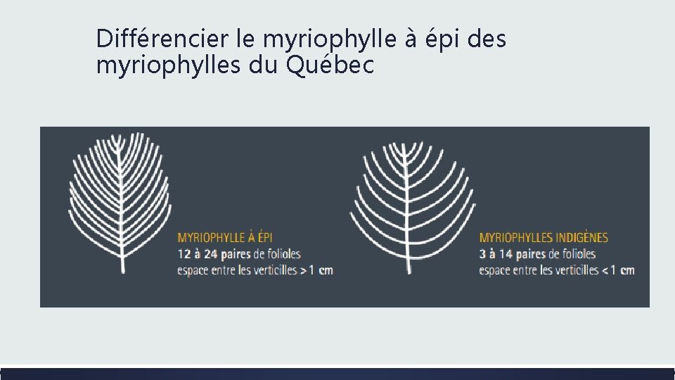Différencier le myriophylle à épi des myriophylles du Québec 