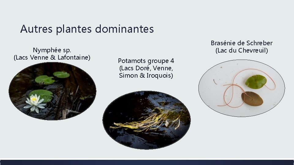 Autres plantes dominantes Nymphée sp. (Lacs Venne & Lafontaine) Brasénie de Schreber (Lac du