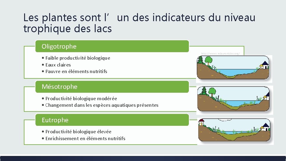 Les plantes sont l’un des indicateurs du niveau trophique des lacs Oligotrophe • Faible