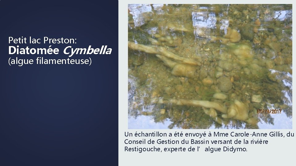 Petit lac Preston: Diatomée Cymbella (algue filamenteuse) Un échantillon a été envoyé à Mme
