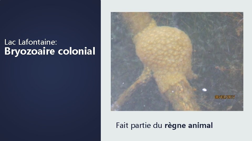 Lac Lafontaine: Bryozoaire colonial Fait partie du règne animal 