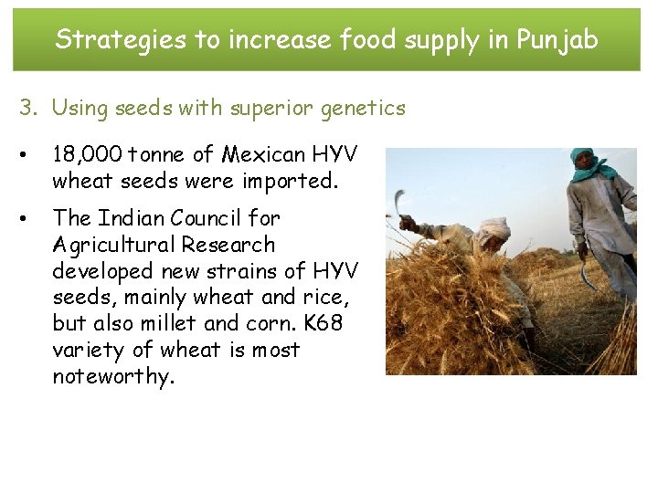 Strategies to increase food supply in Punjab 3. Using seeds with superior genetics •