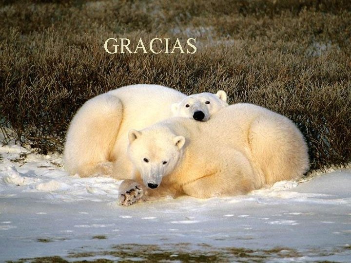 GRACIAS GRACIAS