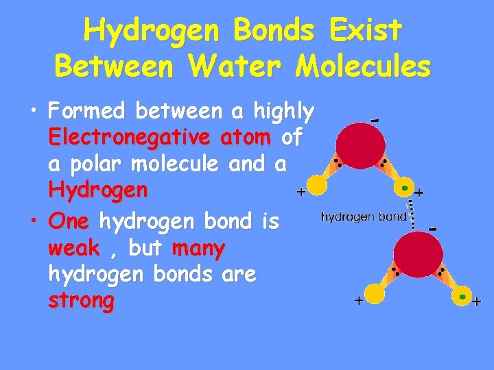 Hydrogen Bonds Exist Between Water Molecules • Formed between a highly Electronegative atom of