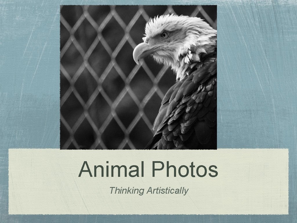 Animal Photos Thinking Artistically 