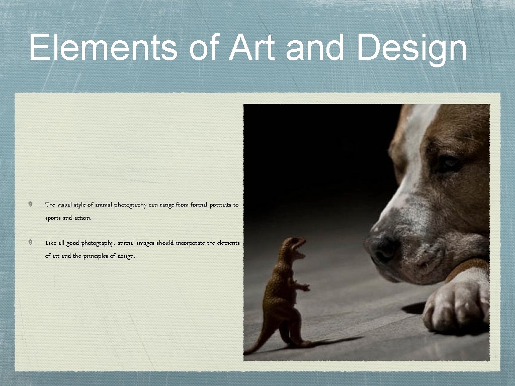 Elements of Art and Design The visual style of animal photography can range from