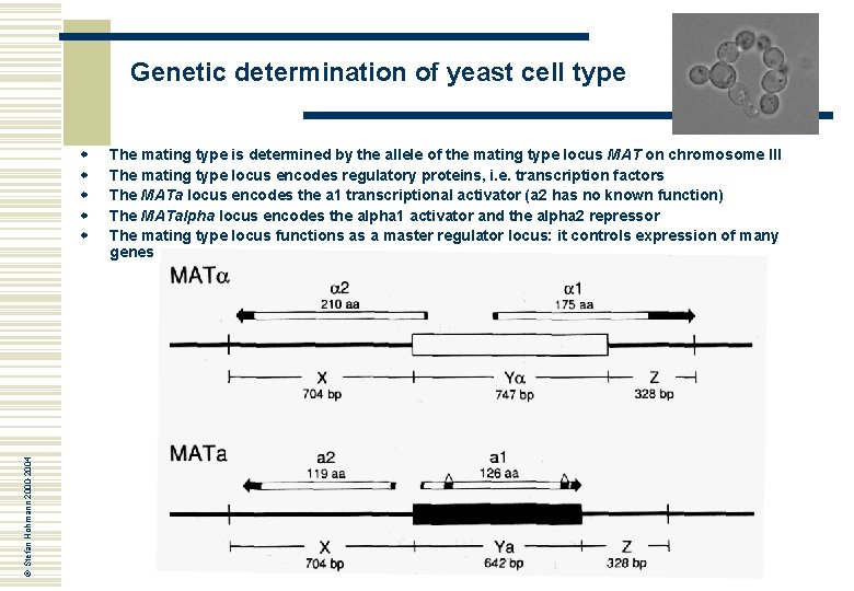 Genetic determination of yeast cell type © Stefan Hohmann 2000 -2004 w w w