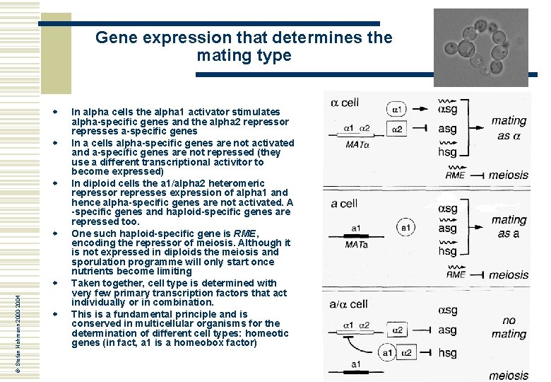 Gene expression that determines the mating type w w © Stefan Hohmann 2000 -2004